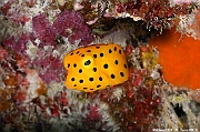 Ostracion cubicum Poisson coffre jaune juv-Maldives Hoholha Thila-17m-20240424-da-DSC_6506_tn